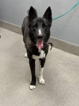 BULL -  Siberian Husky and Mixed Breed Dog for Adoption in Las Vegas, Nevada - BULL | PetCurious