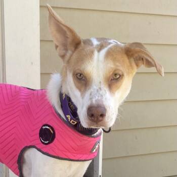Rosie -  Shepherd and Mixed Breed Dog Available for Adoption in San Antonio, Texas - Rosie | PetCurious