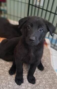 Dahlia -  German Shepherd Dog Dog for Adoption in Winston-salem, North Carolina - Dahlia | PetCurious