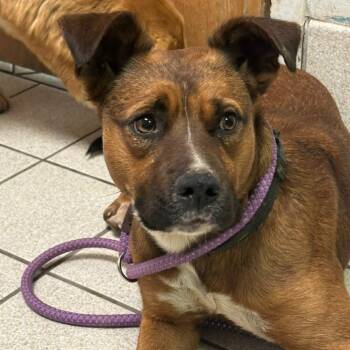Mocha AKA Toffee -  Mixed Breed Dog Available for Adoption in Charleston, West Virginia - Mocha AKA Toffee | PetCurious