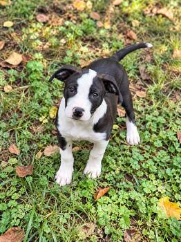 Clay -  Labrador Retriever and Pit Bull Terrier Dog for Adoption in Nashville, Tennessee - Clay | PetCurious