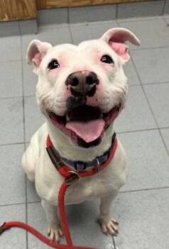 Pit Bull Terrier Dogs Available for Adoption - Betty  | PetCurious