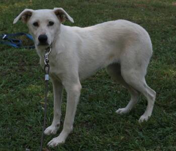 Dolly -  Labrador Retriever and German Shepherd Dog Dog for Adoption in Attalla, Alabama - Dolly | PetCurious
