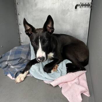 Monique -  Mixed Breed Dog for Adoption in Greensboro, North Carolina - Monique | PetCurious