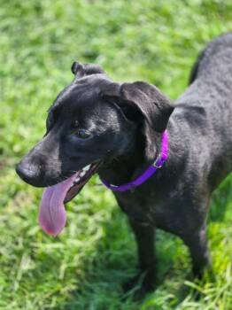 MAX - RED COLLAR -  Mixed Breed Dog for Adoption in Moberly, Missouri - MAX - RED COLLAR | PetCurious