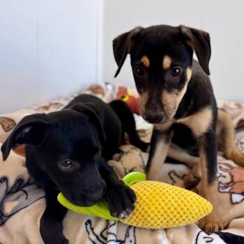 Nara -  Mixed Breed Dog for Adoption in Green Bay, Wisconsin - Nara | PetCurious