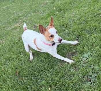 Rescue Rat Terrier Dogs for Adoption in Decorah, Iowa - Sky | PetCurious