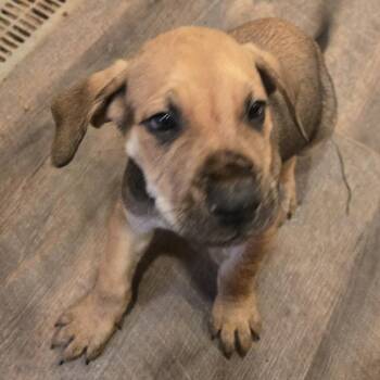 Silas -  Mixed Breed Dog for Adoption in Brownsboro, Alabama - Silas | PetCurious