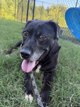 Spoon Bill -  Pit Bull Terrier and Mixed Breed Dog for Adoption in Atlanta, Georgia - Spoon Bill | PetCurious