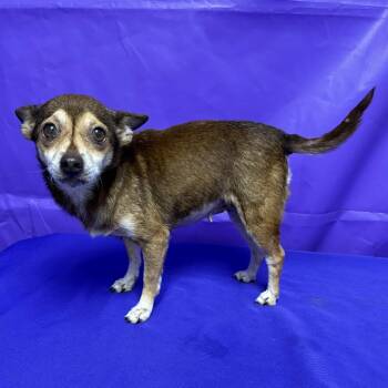 Scarlett 2 -  Rat Terrier and Mixed Breed Dog for Adoption in North Myrtle Beach, South Carolina - Scarlett 2 | PetCurious