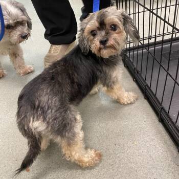 WAGS-Stray-23127 -  Lhasa Apso and Mixed Breed Dog for Adoption in Westminster, California - WAGS-Stray-23127 | PetCurious