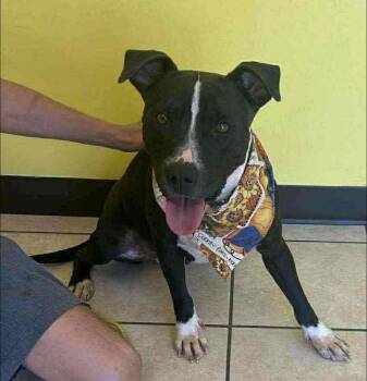 Rescue American Staffordshire Terrier Dogs for Adoption in Benton, Pennsylvania - Sharon | PetCurious