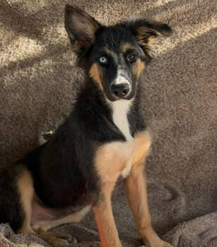 Junie -  German Shepherd Dog Dog for Adoption in Larkfield-wikiup, California - Junie | PetCurious