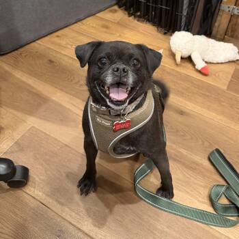 Kyle -  Pug Dog for Adoption in Boulder, Colorado - Kyle | PetCurious