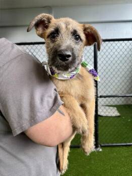 Josh -  Mixed Breed Dog for Adoption in West Chester, Pennsylvania - Josh | PetCurious
