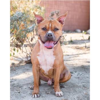 Marlow -  Pit Bull Terrier Dog for Adoption in Palm Springs, California - Marlow | PetCurious