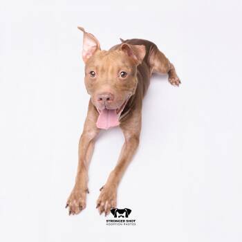 Paco -  Terrier Dog for Adoption in Tampa, Florida - Paco | PetCurious