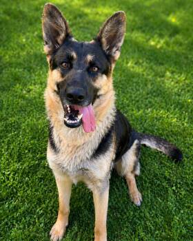 German Shepherd Dog Dogs Available for Adoption in Chesterfield, Missouri - Jade | PetCurious