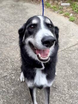 Siberian Husky and Shepherd Dogs Available for Adoption in New Orleans, Louisiana - Liberty (New Leash On Life) | PetCurious