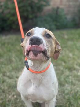 Rescue Pit Bull Terrier Dogs for Adoption in Houston, Texas - Wanda | PetCurious