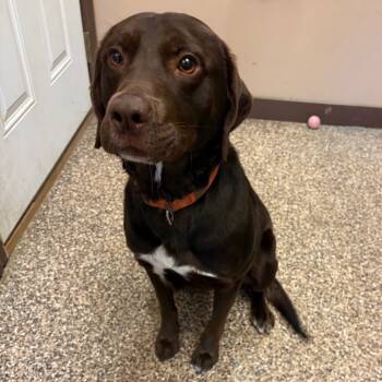 Rescue Chocolate Labrador Retriever and German Shorthaired Pointer Dogs for Adoption in Elbow Lake, Minnesota - Merle | PetCurious