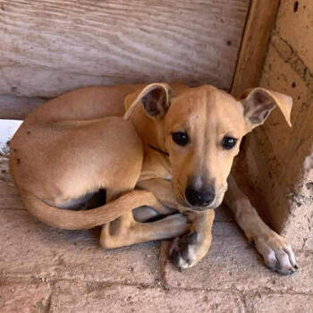 Rescue Mixed Breed Dogs for Adoption in Bend, Oregon - Aby | PetCurious