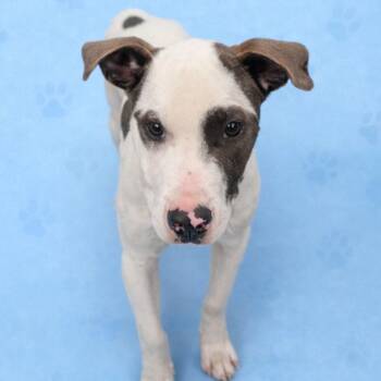 Mixed Breed Dogs Available for Adoption - BAYLEE (Sunflower) | PetCurious