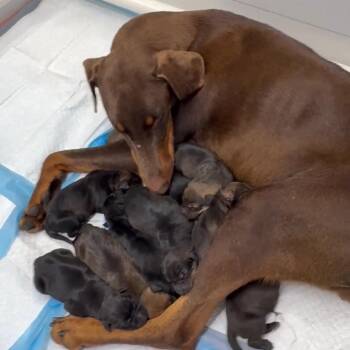 Doberman Pinscher and Mixed Breed Dogs Available for Adoption in Chino Hills, California - Jett (C000-089) -*Available 5/16*City Of Industry Location | PetCurious