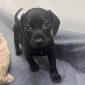 Mousse -  Mixed Breed Dog for Adoption in Pinellas Park, Florida - Mousse | PetCurious