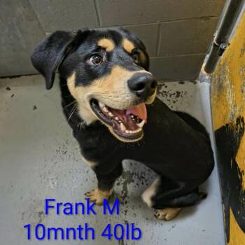 Frank -  Mixed Breed Dog for Adoption in Fairfax Station, Virginia - Frank | PetCurious
