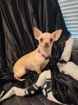 Rescue Chihuahua Dogs for Adoption in Houston, Texas - Dorothy | PetCurious