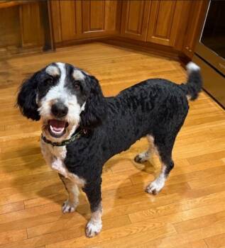 Bernedoodle Dogs Available for Adoption - Gabby | PetCurious