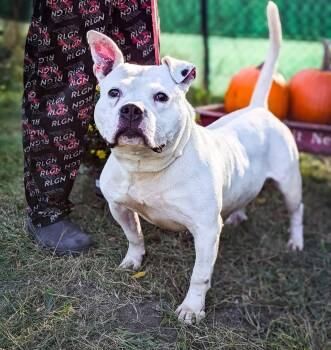 Rescue American Staffordshire Terrier Dogs for Adoption in Detroit, Michigan - Fozzy | PetCurious
