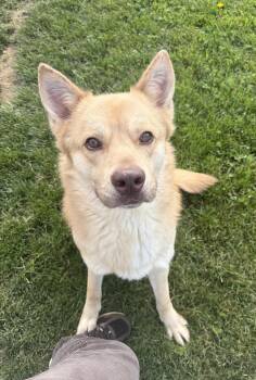 Shiloh -  Shepherd Dog Available for Adoption in Seneca, Pennsylvania - Shiloh | PetCurious