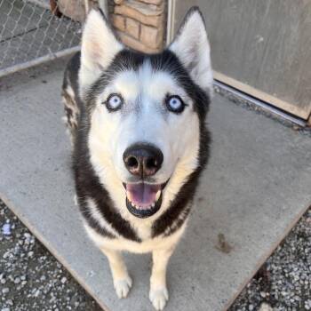 Mixed Breed Dogs Available for Adoption in Fairport, New York - Max | PetCurious
