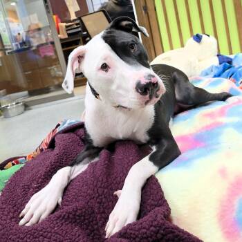 Rescue Pit Bull Terrier Dogs for Adoption in Michigan City, Indiana - Alfie | PetCurious