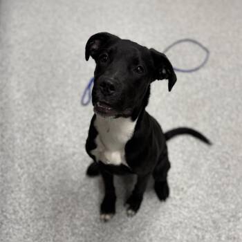 Labrador Retriever Dogs Available for Adoption in Grand Rapids, Michigan - Spencer | PetCurious