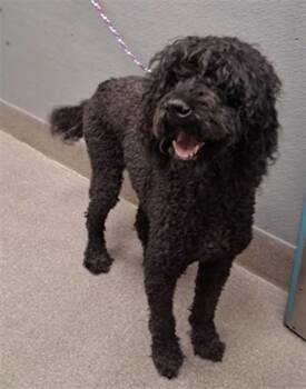 RONDA -  Poodle Dog for Adoption in Las Vegas, Nevada - RONDA | PetCurious