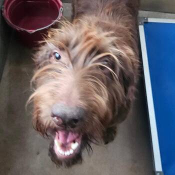 Tina -  Terrier and Mixed Breed Dog for Adoption in Stephenville, Texas - Tina | PetCurious