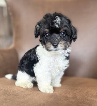 Dachshund and Miniature Poodle Dogs Available for Adoption in Iron Ridge, Wisconsin - Albert | PetCurious