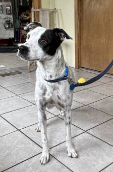 Rescue Pointer Dogs for Adoption in Grant, Nebraska - Wednesday | PetCurious