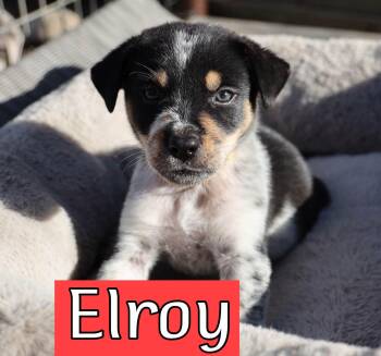 Elroy -  Australian Cattle Dog Blue Heeler Dog for Adoption in Fort Worth, Texas - Elroy | PetCurious