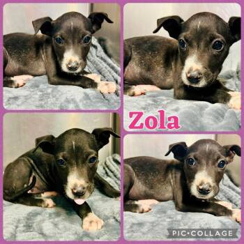 Zola -  English Bulldog Dog for Adoption in Opelika, Alabama - Zola | PetCurious