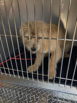 Mixed Breed Dogs Available for Adoption in Dallas, Texas - DENNIS | PetCurious