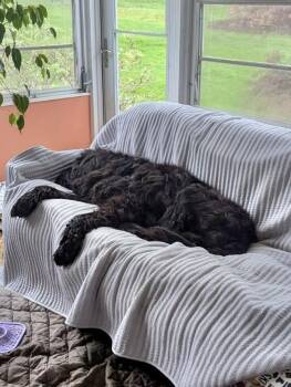 Newfoundland Dog Dogs Available for Adoption in Ledyard, Connecticut - Harbor | PetCurious