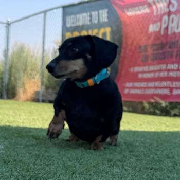 Willie -  Dachshund Dog for Adoption in Idaho Falls, Idaho - Willie | PetCurious
