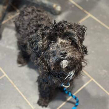 Shih Poo Dogs Available for Adoption - Milo | PetCurious