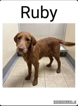 Ruby -  German Wirehaired Pointer and Poodle Dog for Adoption in Sparta, North Carolina - Ruby | PetCurious