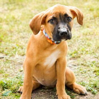 Sabrina -  American Staffordshire Terrier Dog for Adoption in Martinez, California - Sabrina | PetCurious