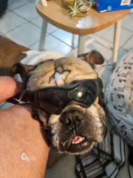 English Bulldog Dogs Available for Adoption in Sebastian, Florida - Branch | PetCurious